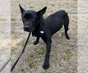 Mutt Dogs for adoption in Tarrytown, GA, USA