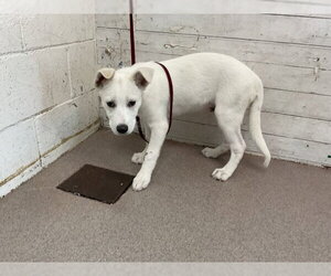 Labrador Retriever-Unknown Mix Dogs for adoption in San Bernardino, CA, USA