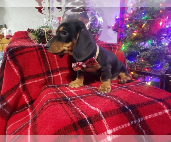 Medium Photo #2 Dachshund Puppy For Sale in BOLIVAR, MO, USA