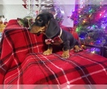Small #1 Dachshund