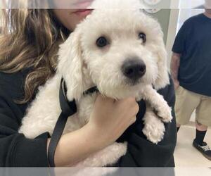 Poodle (Miniature)-Unknown Mix Dogs for adoption in Long Beach, CA, USA
