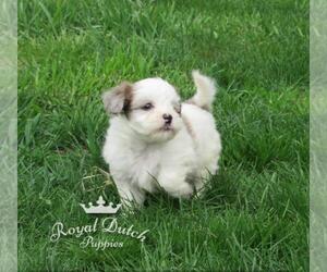 ShihPoo Puppy for sale in LE MARS, IA, USA