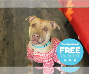 American Pit Bull Terrier Dogs for adoption in Chestertown, MD, USA