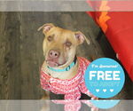 Small American Pit Bull Terrier