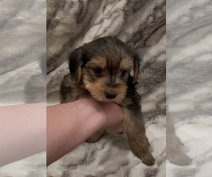 Yorkshire Terrier Puppy for sale in MOUNT CARMEL, PA, USA