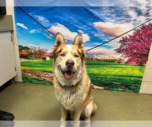 Siberian Husky Dogs for adoption in Moreno Valley, CA, USA