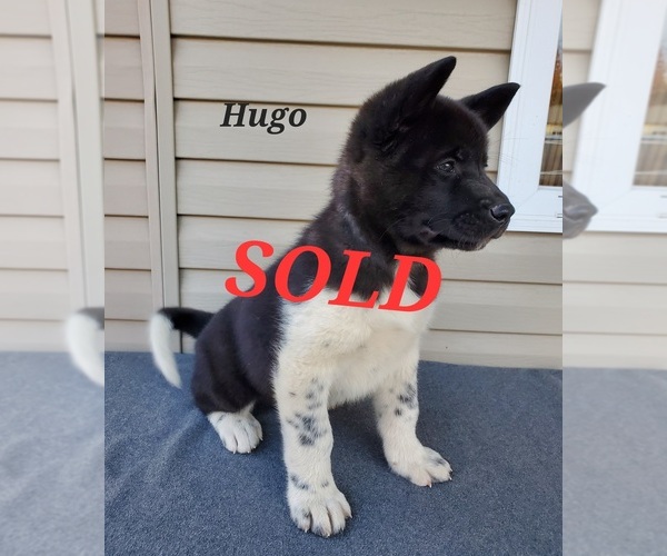Medium Photo #7 Akita Puppy For Sale in FRESNO, OH, USA