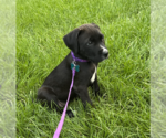 Small #2 Labradoodle