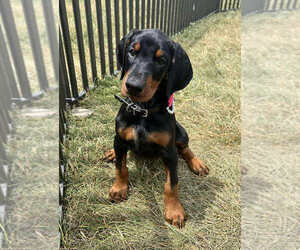 Medium Doberman Pinscher