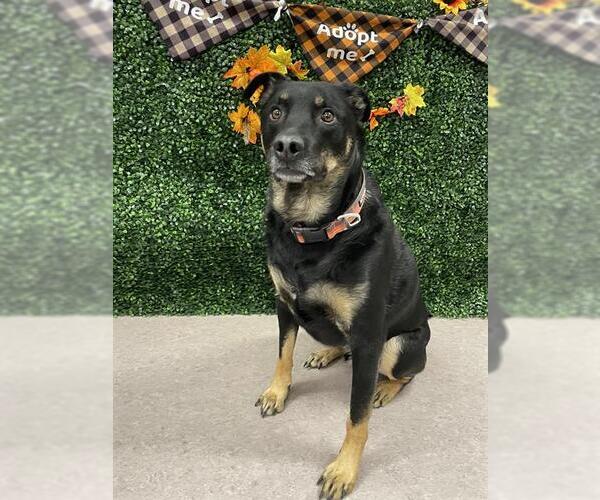 Medium Photo #1 Shepweiller Puppy For Sale in Grasswood, Saskatchewan, Canada