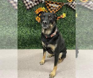 Shepweiller Dogs for adoption in Grasswood, Saskatchewan, Canada