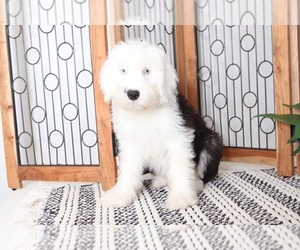 Old English Sheepdog Puppy for sale in NAPLES, FL, USA