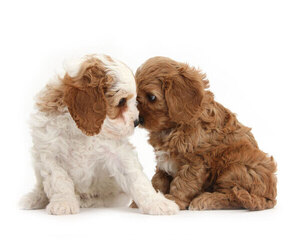 Lhatese Puppy for sale in SHADOW HILLS, CA, USA