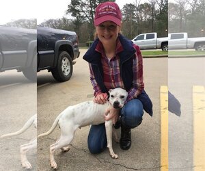 Marlee (Forever Foster) - Female Bullboxer Pit Dog for Adoption - Photo #3