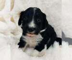 Puppy Puppy 5 Aussiedoodle-Goldendoodle Mix