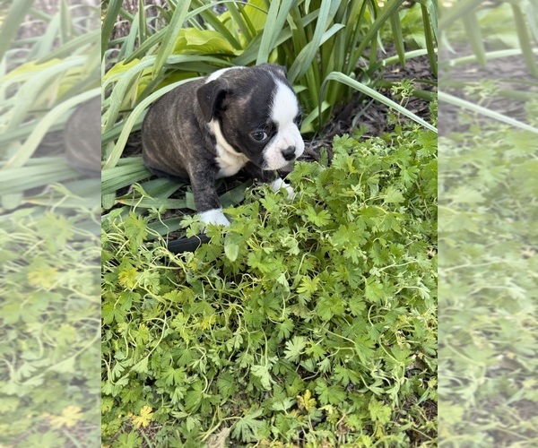 Medium Photo #8 Boston Terrier Puppy For Sale in FREDONIA, KS, USA
