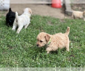 Goldendoodle-Shih-Poo Mix Puppy for sale in SOUTH BELOIT, IL, USA