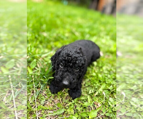 Medium Photo #9 Double Doodle Puppy For Sale in PALMER, AK, USA