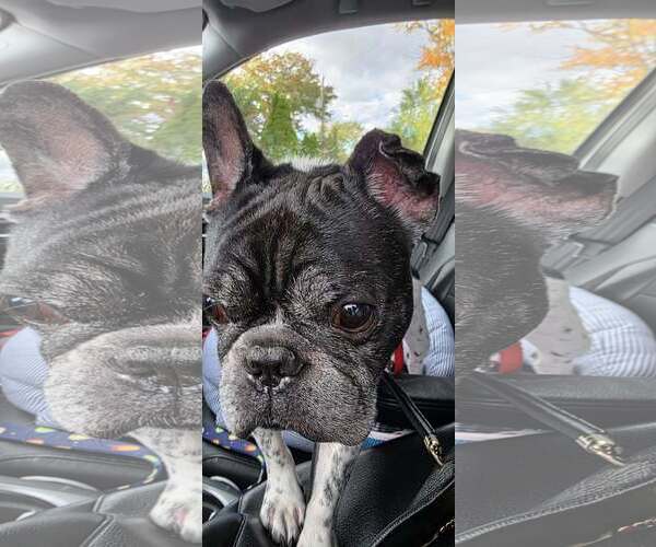 Medium Photo #3 French Bulldog Puppy For Sale in Tenafly, NJ, USA