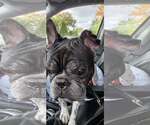 Small #2 French Bulldog