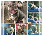 Small Photo #1 French Bulldog Puppy For Sale in KENT, WA, USA