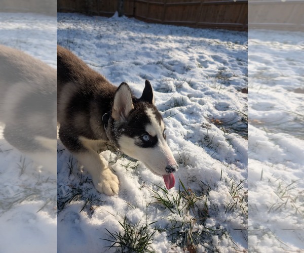 Medium Photo #17 Siberian Husky-Unknown Mix Puppy For Sale in Holly Springs, NC, USA