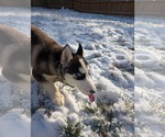 Small #16 Siberian Husky Mix