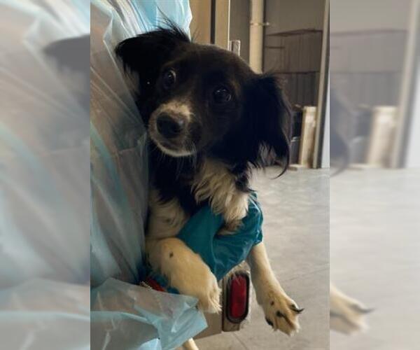 Medium Photo #1 Chihuahua Puppy For Sale in San Martin, CA, USA