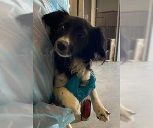 Chihuahua Dogs for adoption in San Martin, CA, USA