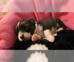 Cooper - Male Shih Tzu-Unknown Mix Dog for Adoption - Photo #4