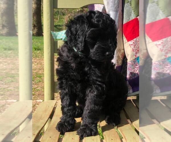 Medium Photo #1 Bernedoodle Puppy For Sale in ADAIRVILLE, KY, USA