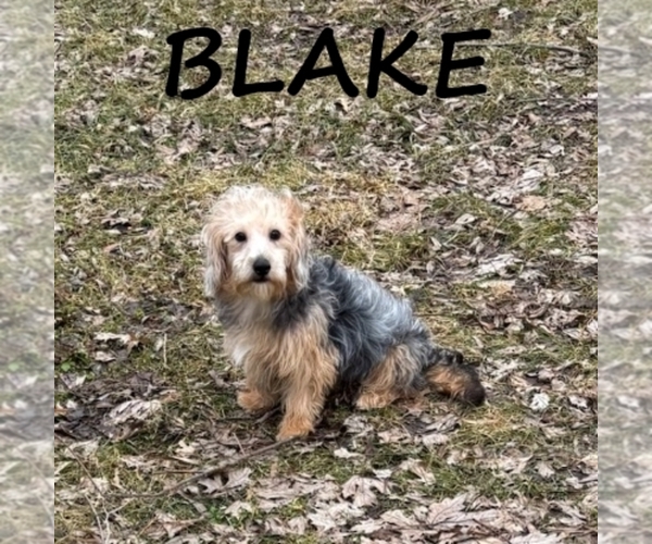 Medium Photo #3 YorkiePoo Puppy For Sale in HARTLAND, MN, USA