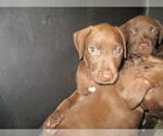 Small Labrador Retriever