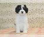 Small Photo #4 Miniature Bernedoodle Puppy For Sale in DENVER, PA, USA