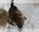 Small Photo #16 Chihuahua Puppy For Sale in HUDSONVILLE, MI, USA