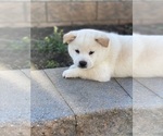 Small #1 Shiba Inu