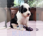 Puppy Miss Diana Sheepadoodle