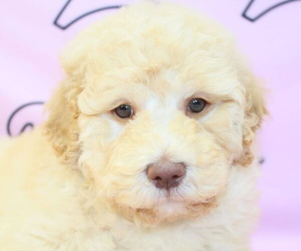 Medium Photo #10 Goldendoodle Puppy For Sale in LAS VEGAS, NV, USA