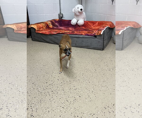 Medium Photo #2 Chihuahua-Unknown Mix Puppy For Sale in York, SC, USA