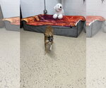 Small #1 Chihuahua Mix