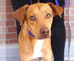 Small #2 Labrador Retriever Mix