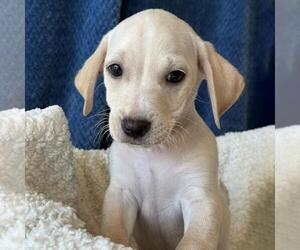 Gardenia (Bloom Pup) - Male Chihuahua-Colonial Cocker Spaniel Mix Dog for Adoption - Photo #11