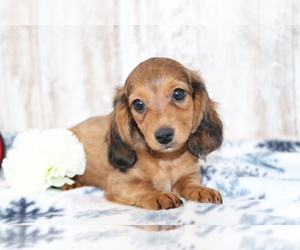 Dachshund Puppy for sale in SHILOH, OH, USA