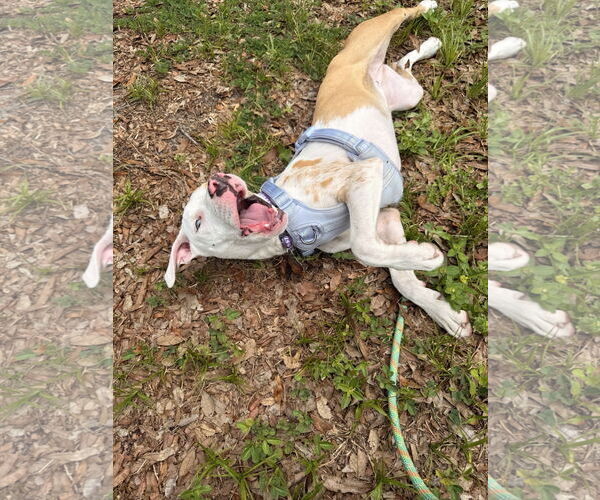 Medium Photo #11 Catahoula Leopard Dog-Unknown Mix Puppy For Sale in Sanford, FL, USA