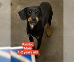 Small Photo #2 Miniature Pinscher-Unknown Mix Puppy For Sale in Herndon, VA, USA