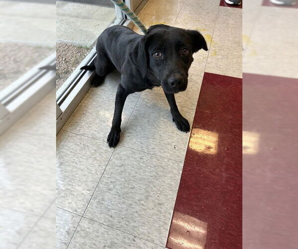 Medium Photo #1 Labrador Retriever-Unknown Mix Puppy For Sale in Plano, TX, USA