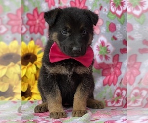 German Shepherd Dog Puppy for sale in LANCASTER, PA, USA