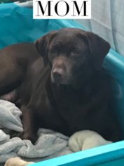 Mother of the Labrador Retriever puppies born on 01/06/2019