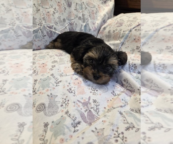 Medium Photo #20 Yorkshire Terrier Puppy For Sale in RHOADESVILLE, VA, USA