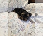 Small Photo #20 Yorkshire Terrier Puppy For Sale in RHOADESVILLE, VA, USA
